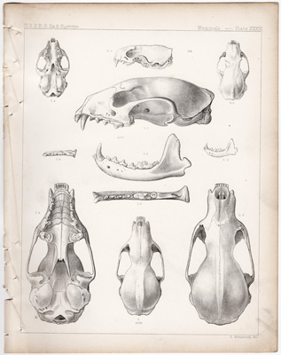 Fisher, American Sable, White Weasel